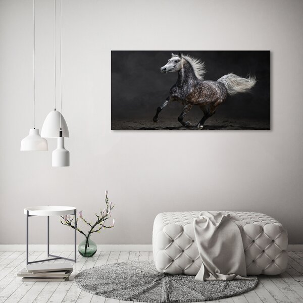 Foto obraz canvas Šedný arabský kůň oc-49747605