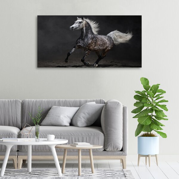Foto obraz canvas Šedný arabský kůň oc-49747605