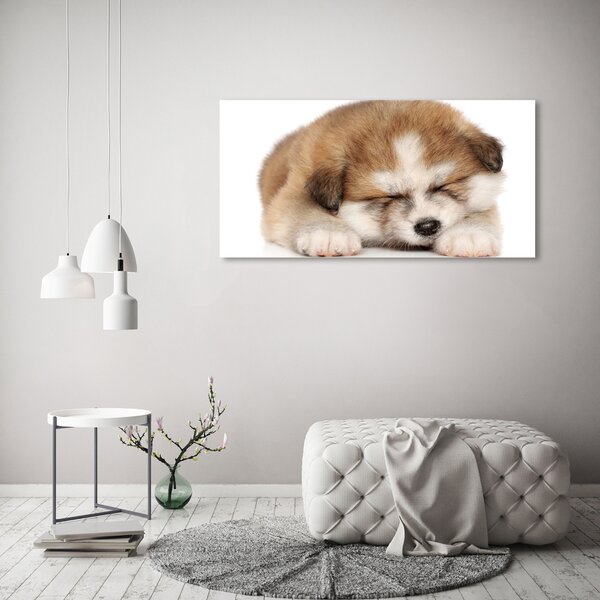 Foto obraz na plátně Štěně Akita oc-49805861