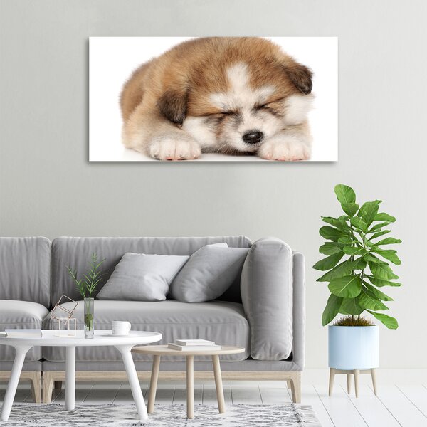 Foto obraz na plátně Štěně Akita oc-49805861