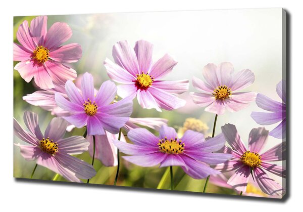 Foto obraz canvas Květiny na louce oc-50039707