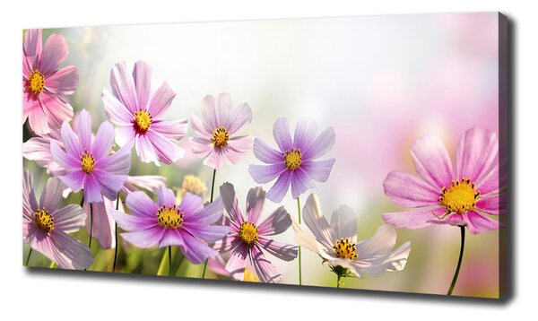 Foto obraz canvas Květiny na louce oc-50039707