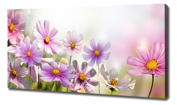 Foto obraz canvas Květiny na louce oc-50039707