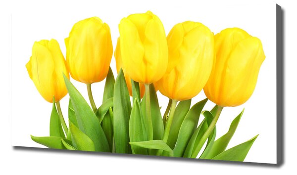 Foto obraz na plátně do obýváku Žluté tulipány oc-50296445