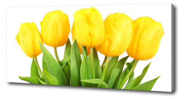 Foto obraz na plátně do obýváku Žluté tulipány oc-50296445