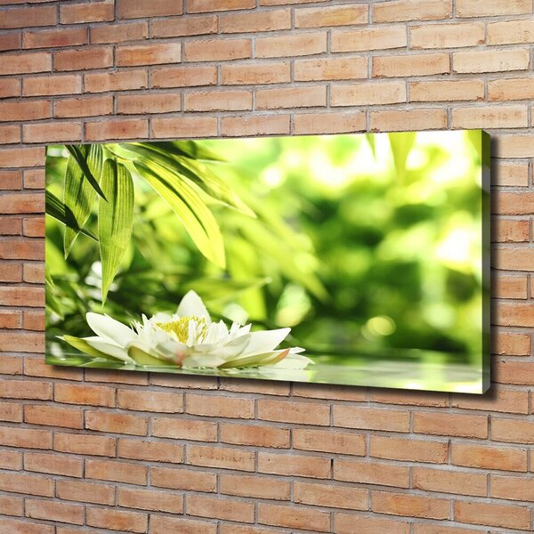 Moderní obraz canvas na rámu Vodní lilie oc-51529189