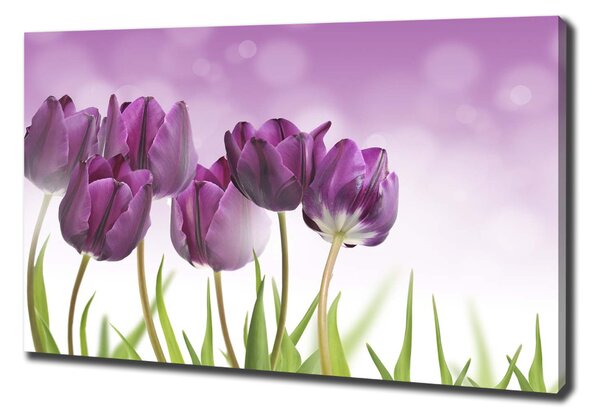 Foto obraz na plátně Fialové tulipány oc-52340543