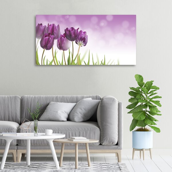 Foto obraz na plátně Fialové tulipány oc-52340543