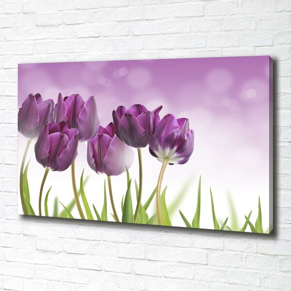 Foto obraz na plátně Fialové tulipány oc-52340543