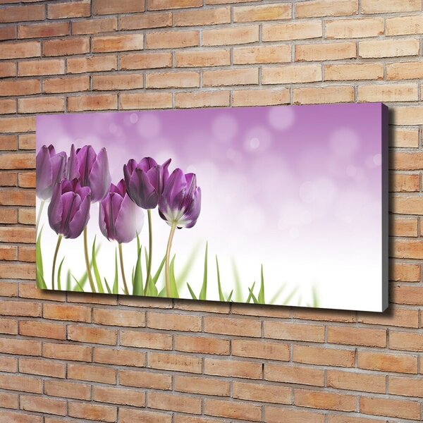 Foto obraz na plátně Fialové tulipány oc-52340543