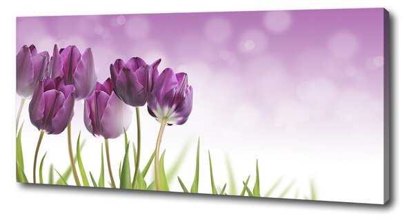Foto obraz na plátně Fialové tulipány oc-52340543