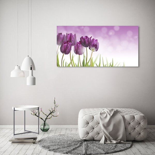 Foto obraz na plátně Fialové tulipány oc-52340543
