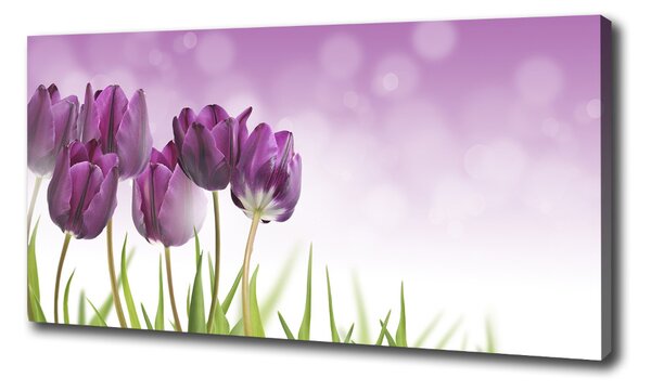 Foto obraz na plátně Fialové tulipány oc-52340543