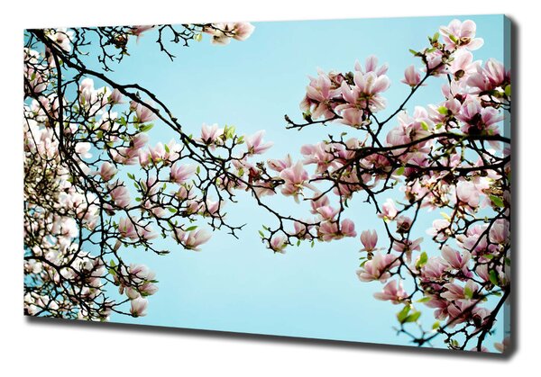 Foto obraz na plátně Květiny magnolie oc-52445180