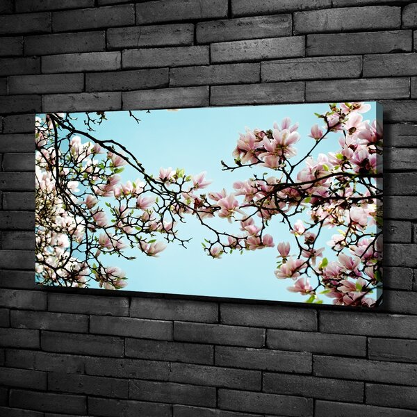Foto obraz na plátně Květiny magnolie oc-52445180