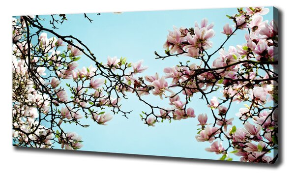 Foto obraz na plátně Květiny magnolie oc-52445180