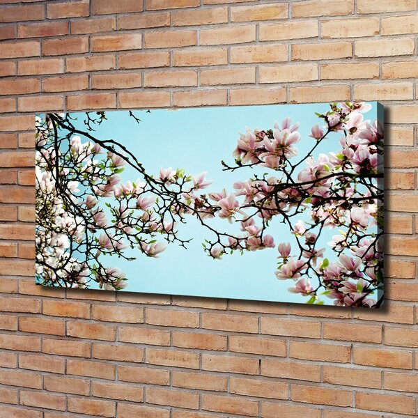 Foto obraz na plátně Květiny magnolie oc-52445180