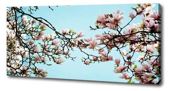 Foto obraz na plátně Květiny magnolie oc-52445180