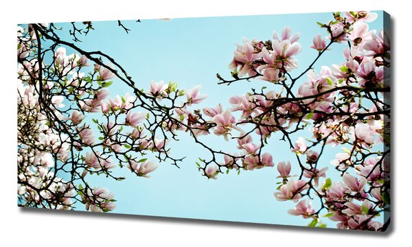 Foto obraz na plátně Květiny magnolie oc-52445180